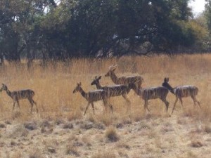 Swart Rooibokke 001