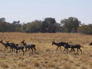 Swart Rooibokke 002